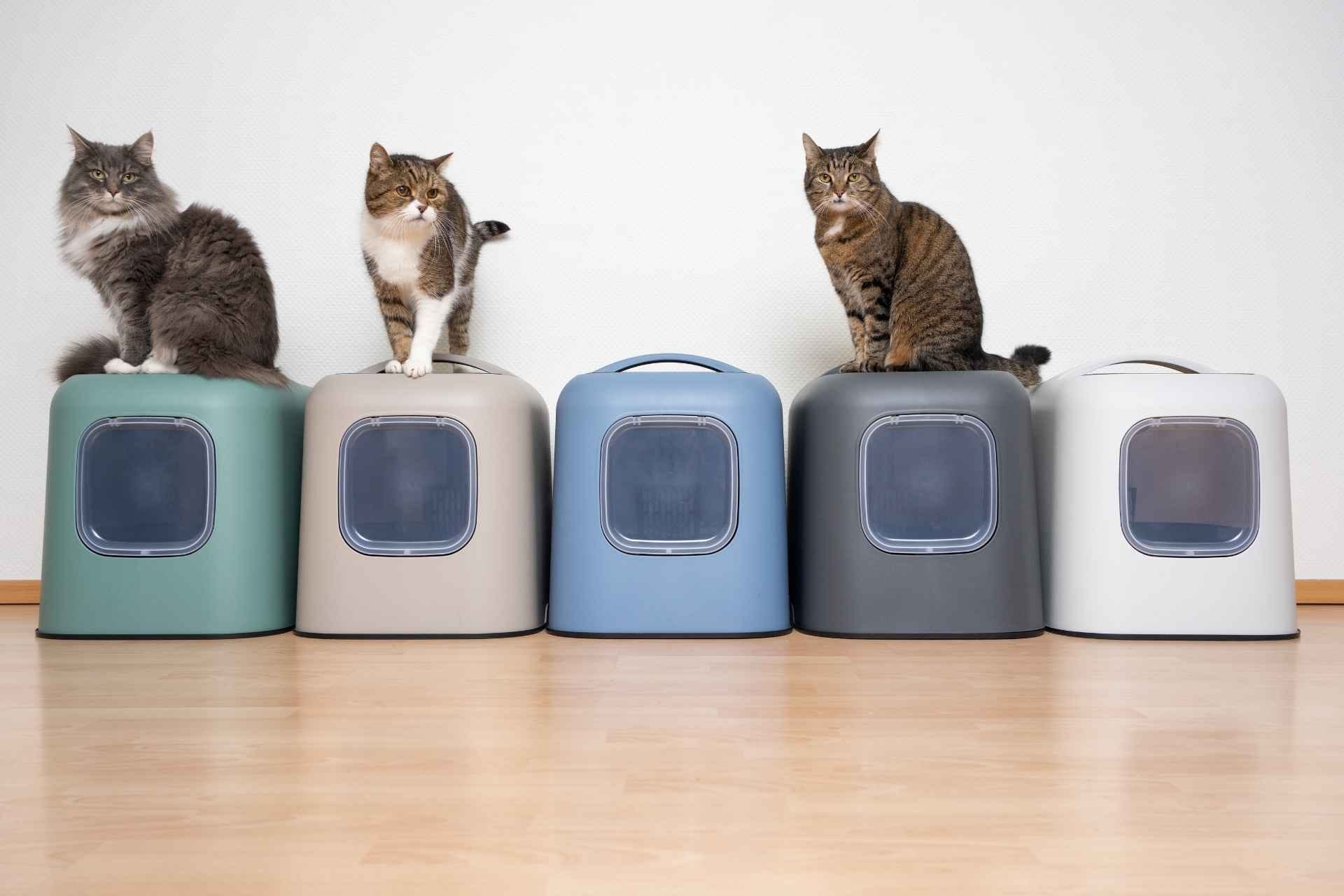 Three cats on top of five litter boxes