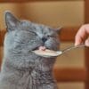 Person feeding cat with a spoon