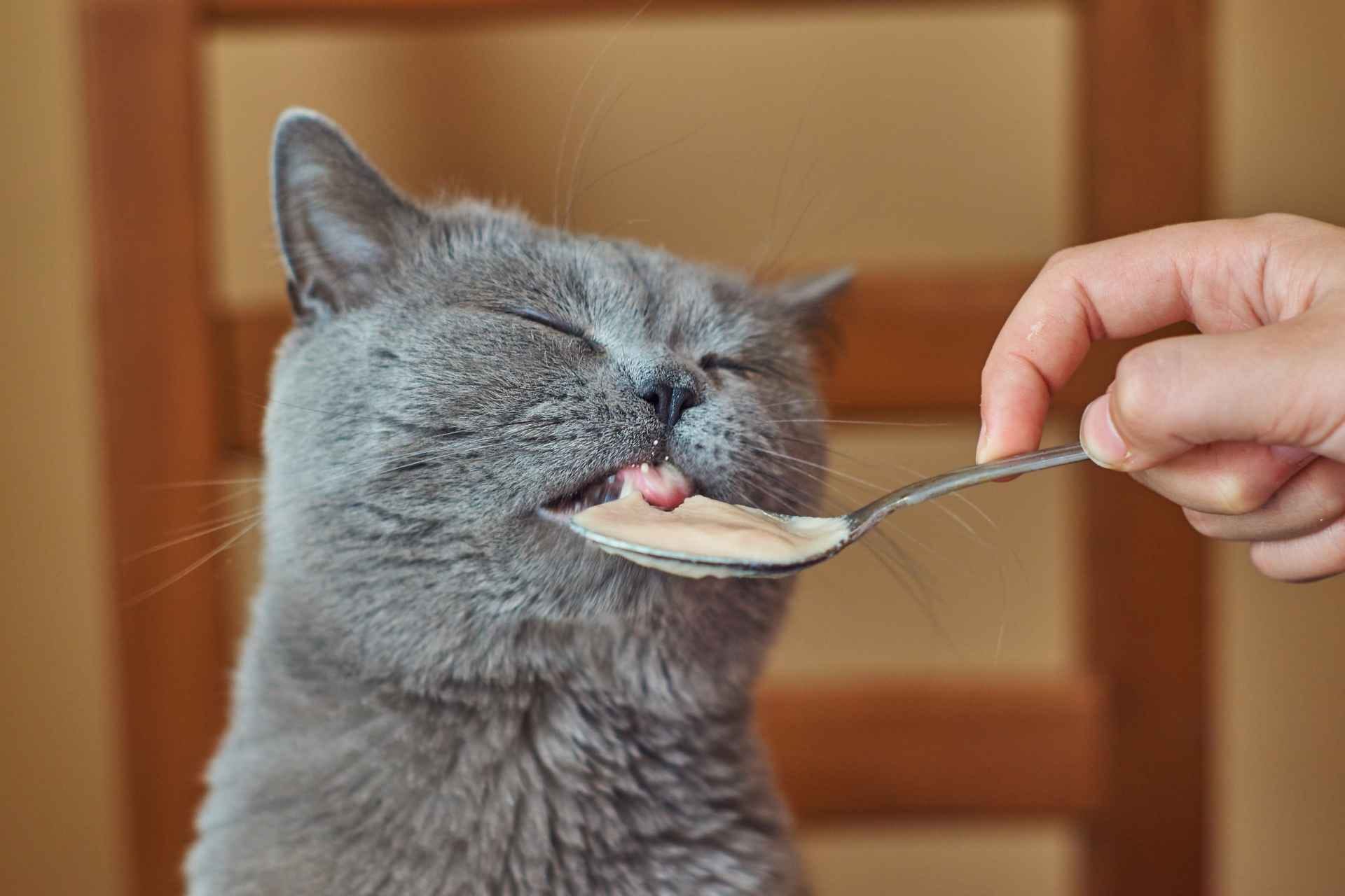 Person feeding cat with a spoon