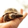 Person holding a tortoise on the palm of their hand