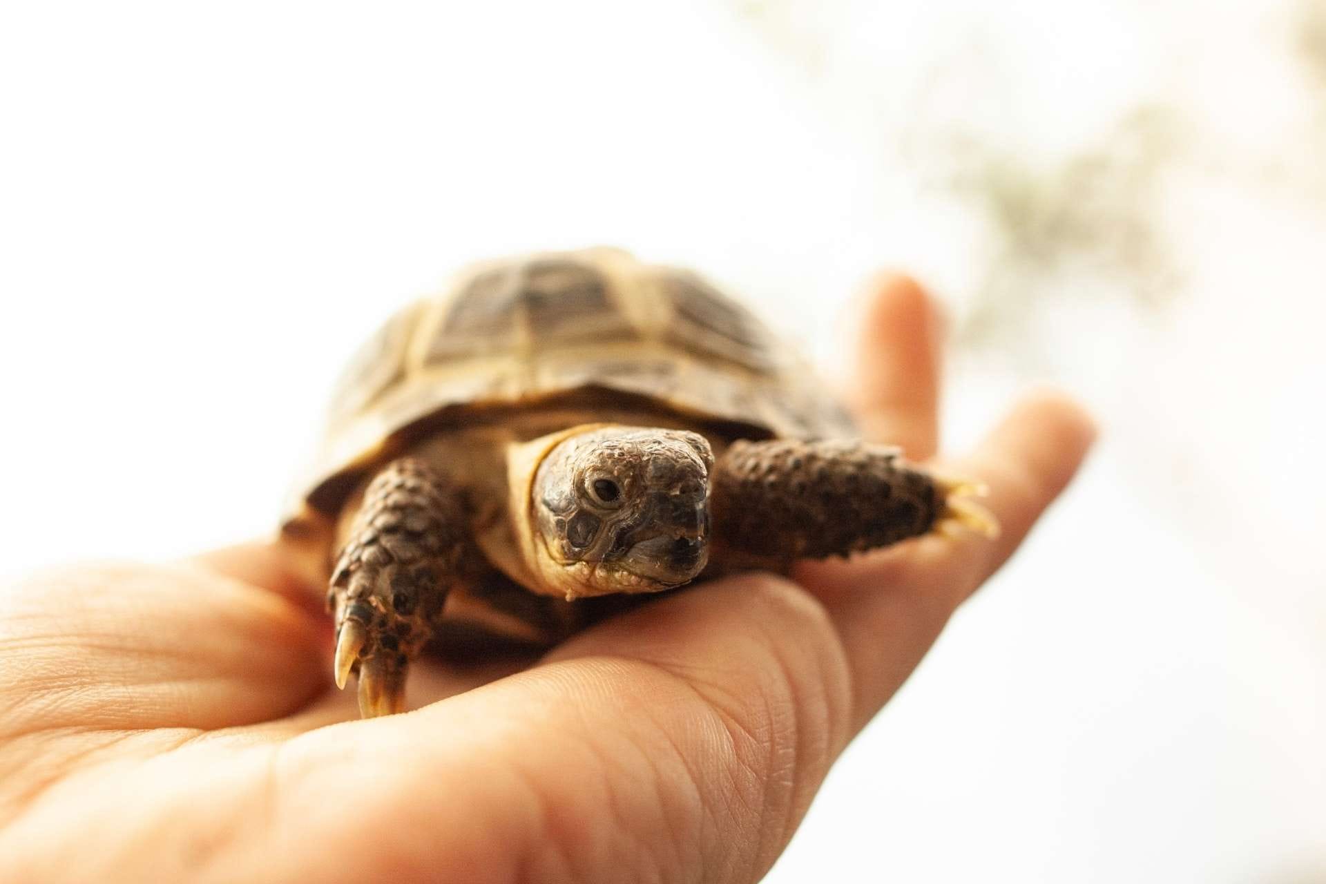 Person holding a tortoise on the palm of their hand