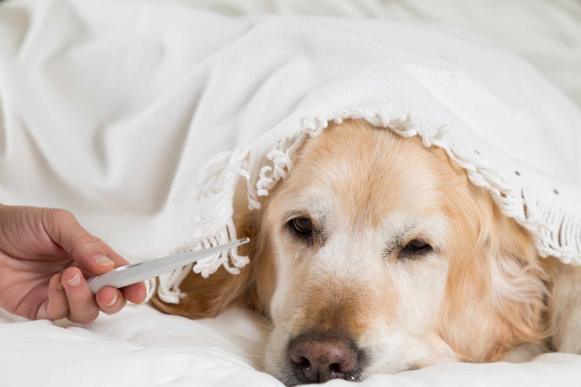 Person measuring his dog's fever with a thermometer