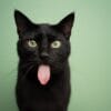 Black cat showing its tongue