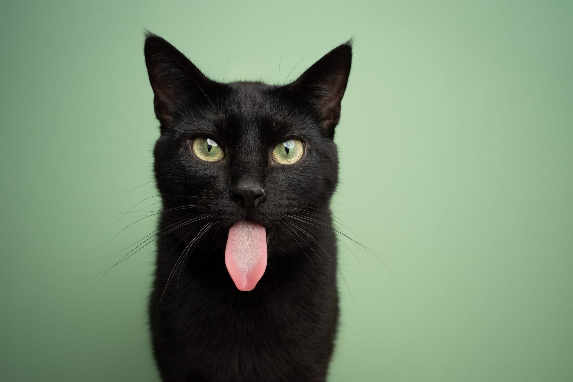 Black cat showing its tongue