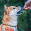 Man giving a treat to his dog