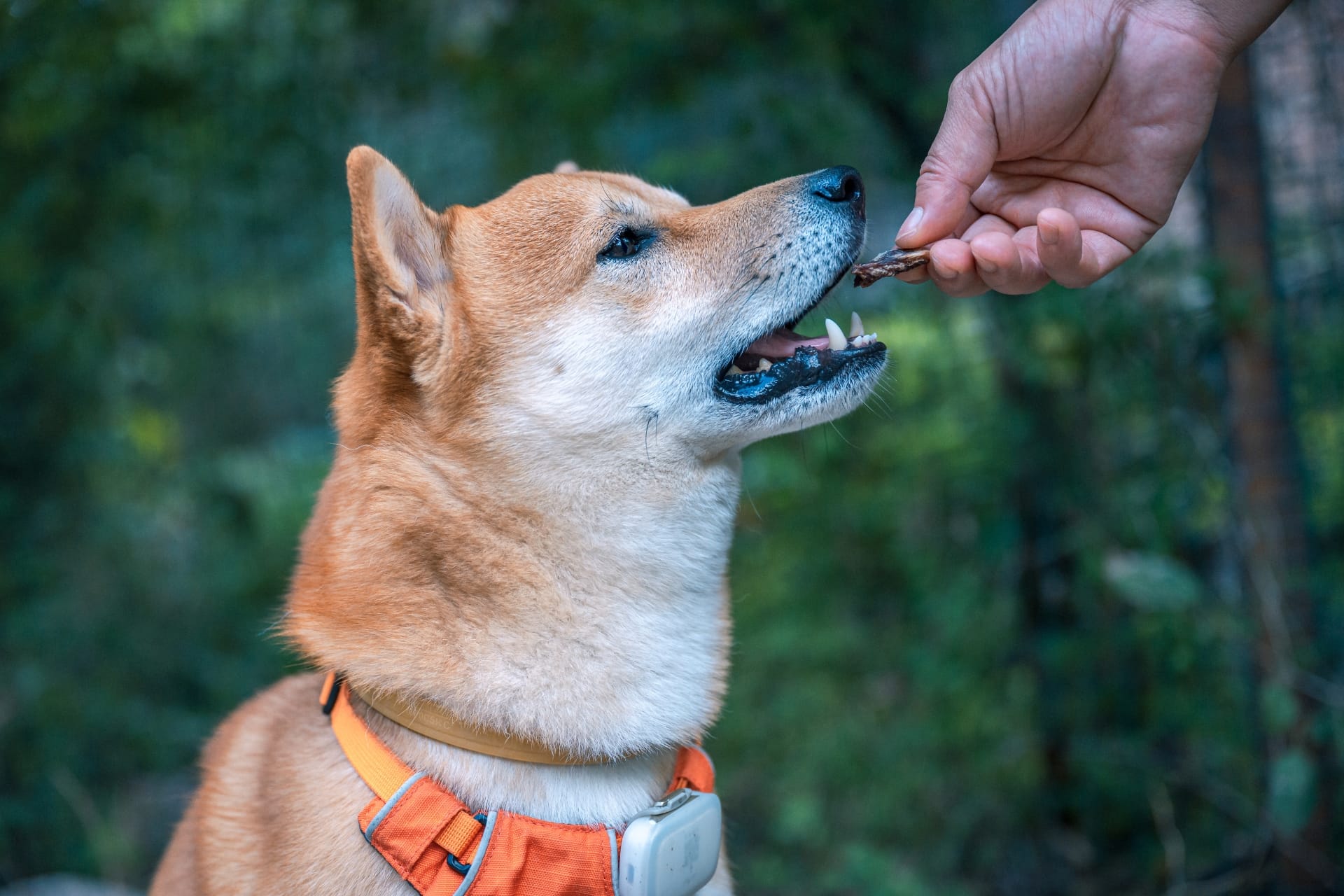 Man giving a treat to his dog