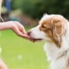 Woman giving a treat to her dog