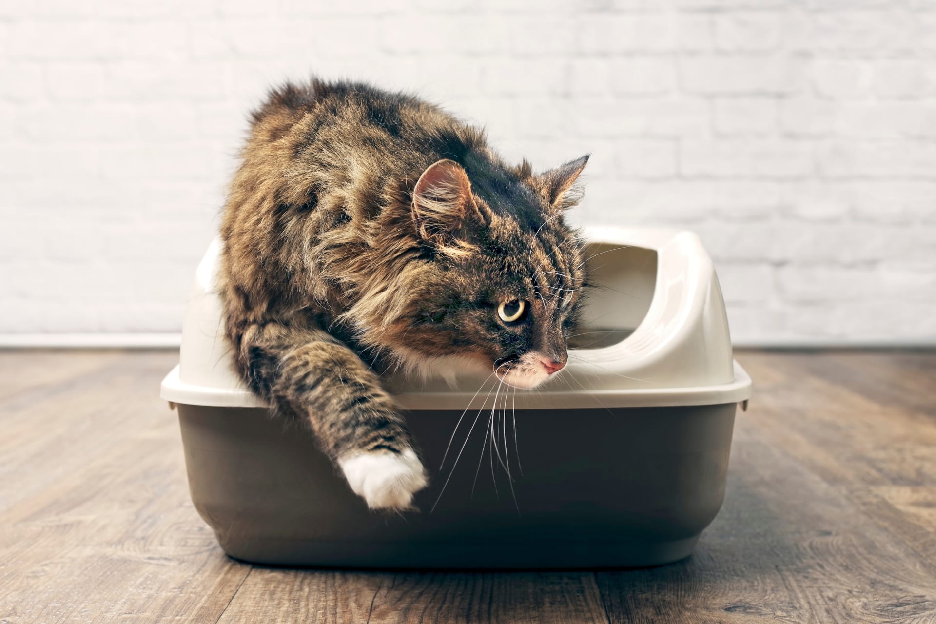 Cat leaving its litter box