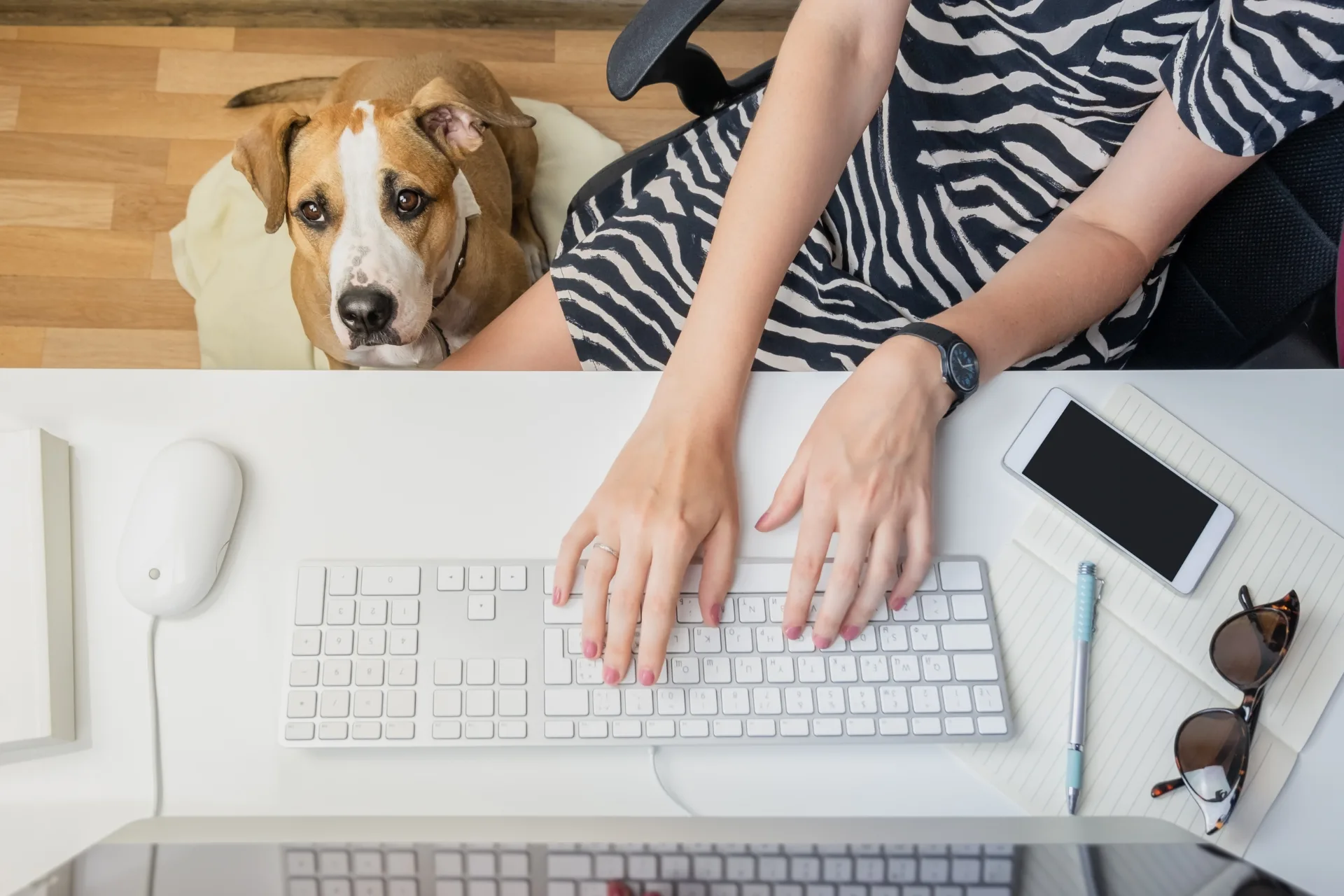 How to grow a pet business fast with Petme