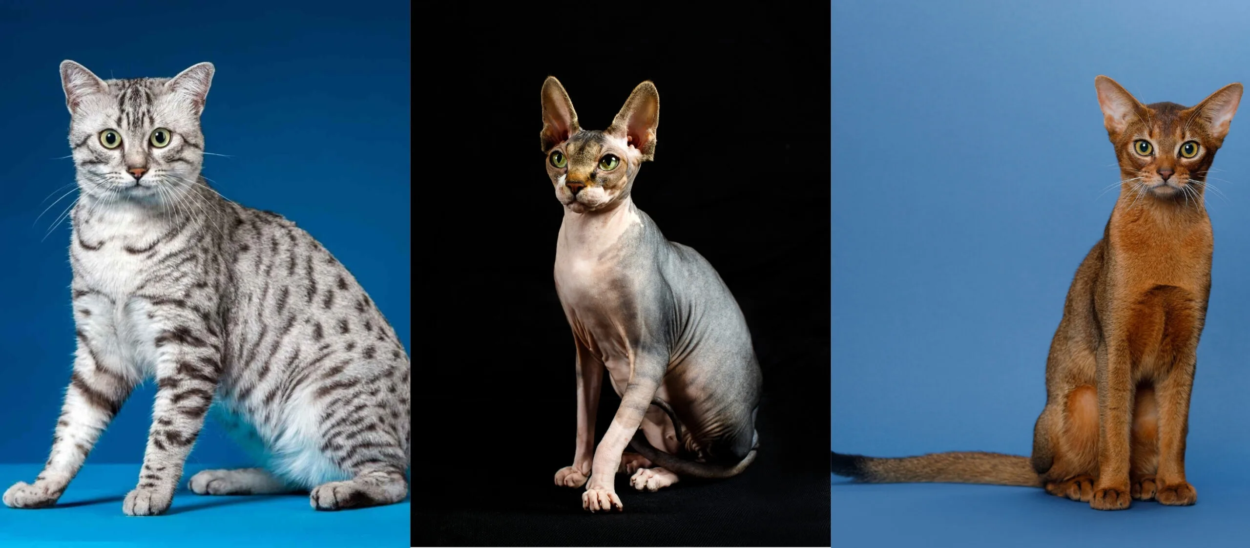 Three Egyptian cat breeds