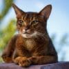 A reddish-brown Abyssinian cat with green eyes lies on a dark ledge, gazing forward with a calm expression. Its front paws are neatly tucked under its chest, and its large ears are perked up. The background features a blurred outdoor scene with green foliage and a blue sky.