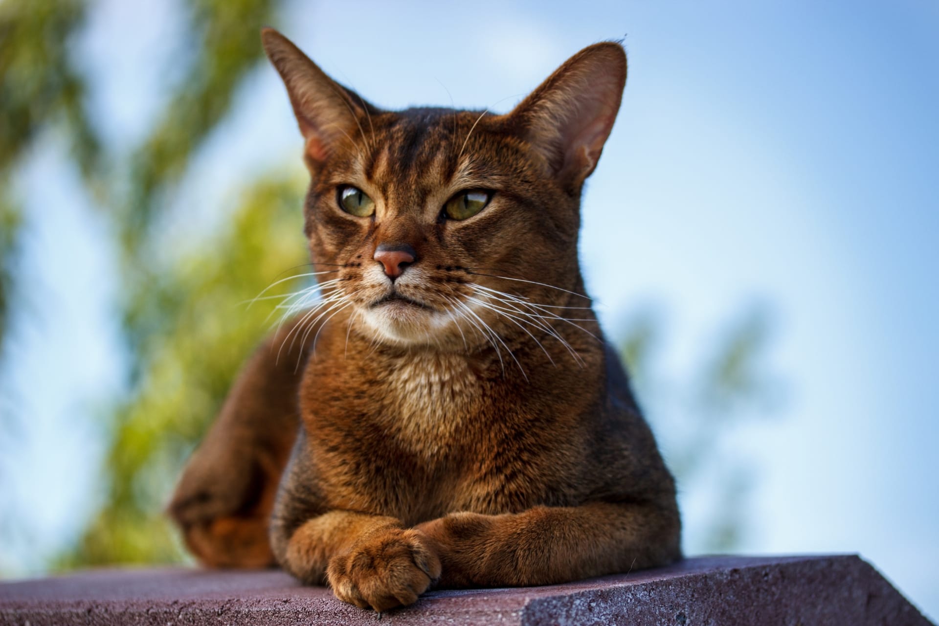 A reddish-brown Abyssinian cat with green eyes lies on a dark ledge, gazing forward with a calm expression. Its front paws are neatly tucked under its chest, and its large ears are perked up. The background features a blurred outdoor scene with green foliage and a blue sky.