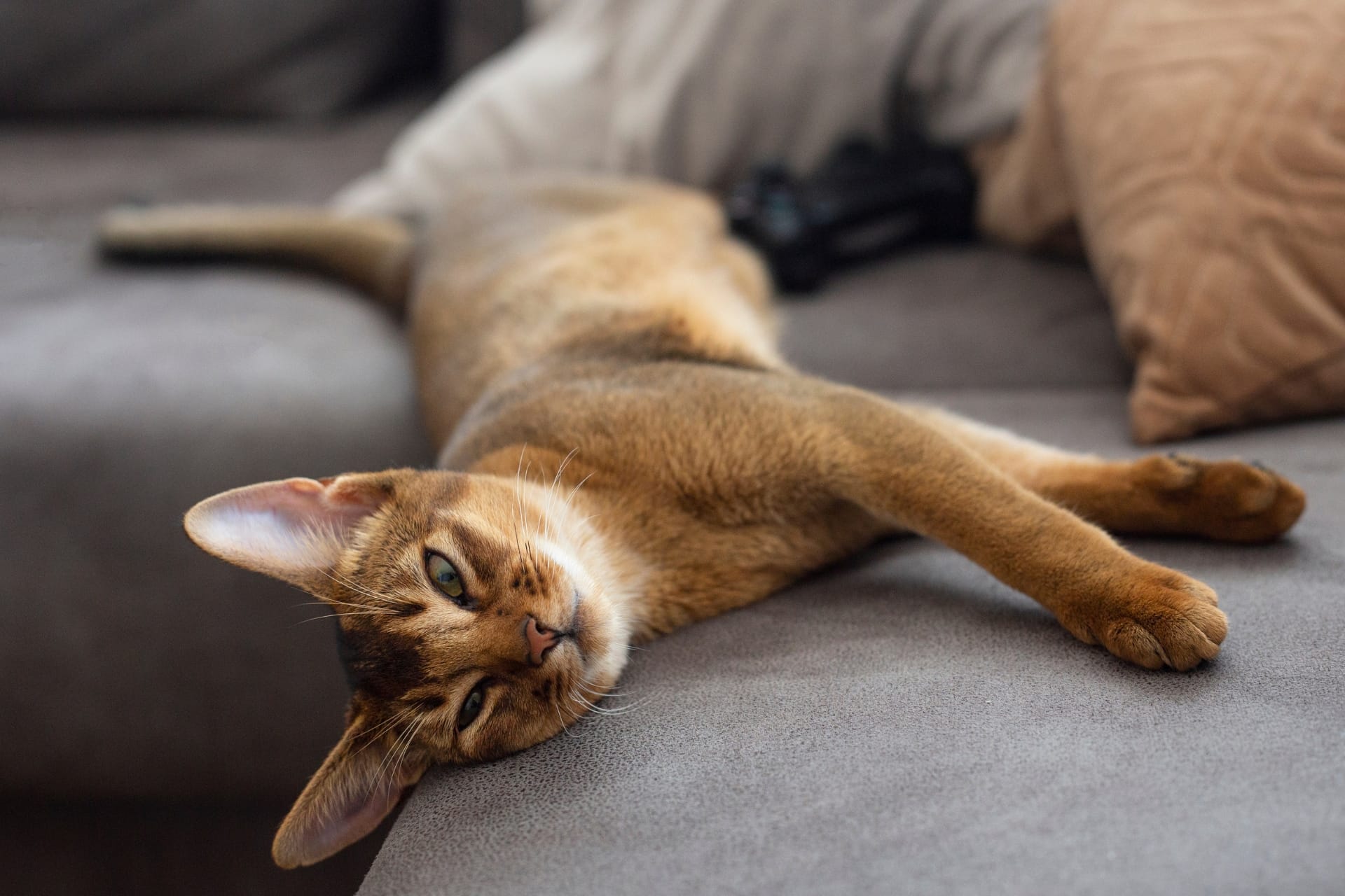 Abyssinian cat