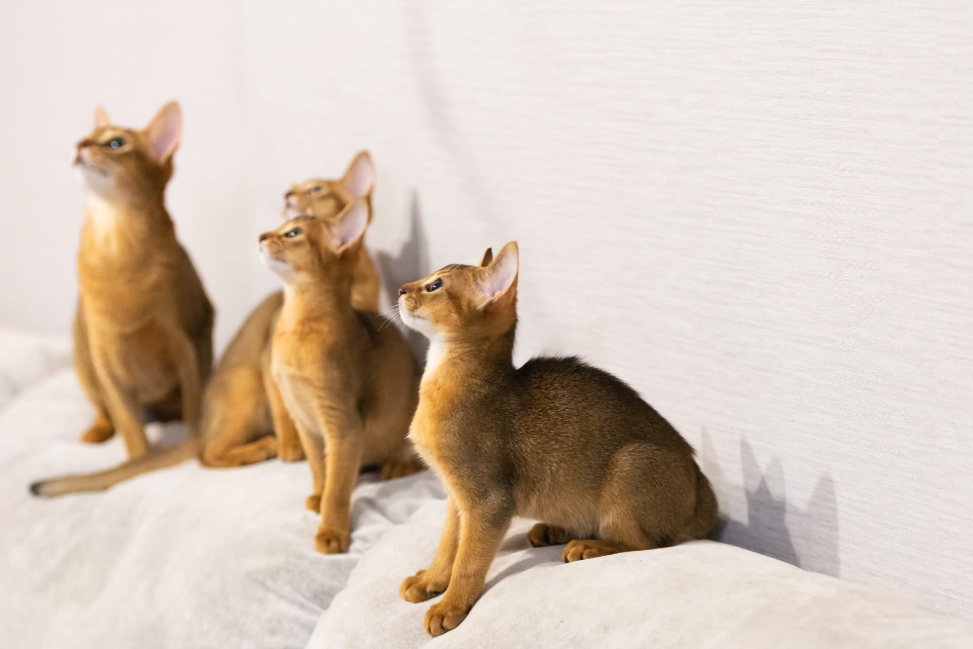 Abyssinian cat in action