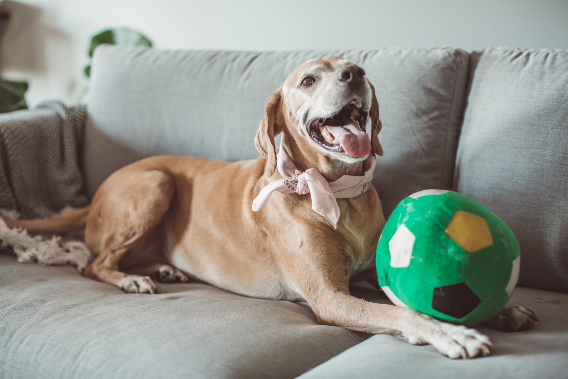 Dog on a sofa holding a plush green ball