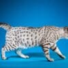 A sleek, silver Egyptian Mau cat with a spotted and striped coat walks gracefully across a solid blue background. The cat's tail is slightly raised, and its body is elongated, showcasing its elegant posture and distinctive markings.