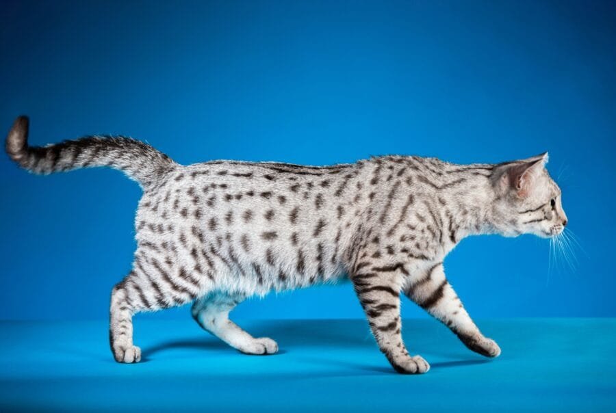 A sleek, silver Egyptian Mau cat with a spotted and striped coat walks gracefully across a solid blue background. The cat's tail is slightly raised, and its body is elongated, showcasing its elegant posture and distinctive markings.