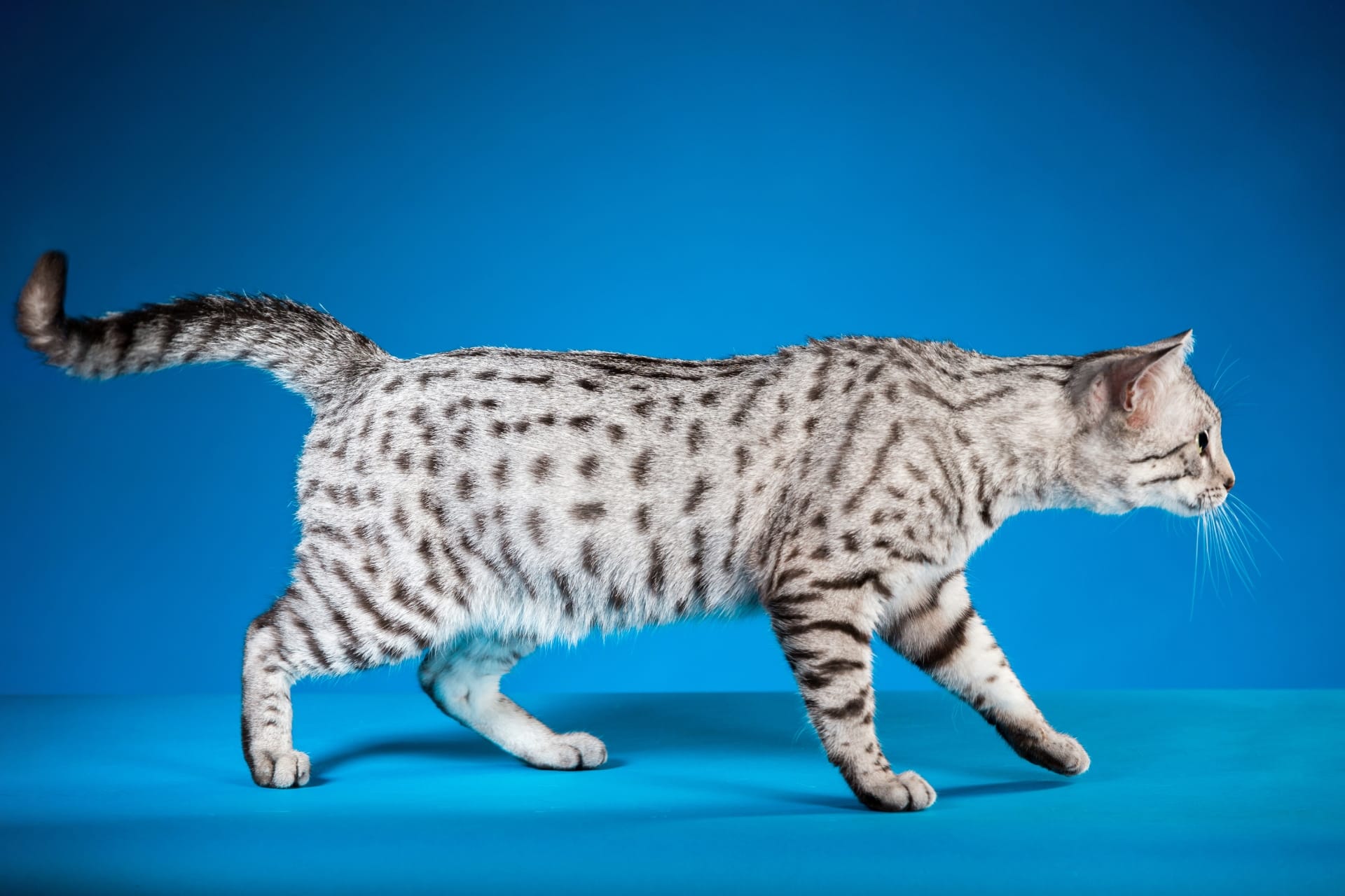 A sleek, silver Egyptian Mau cat with a spotted and striped coat walks gracefully across a solid blue background. The cat's tail is slightly raised, and its body is elongated, showcasing its elegant posture and distinctive markings.