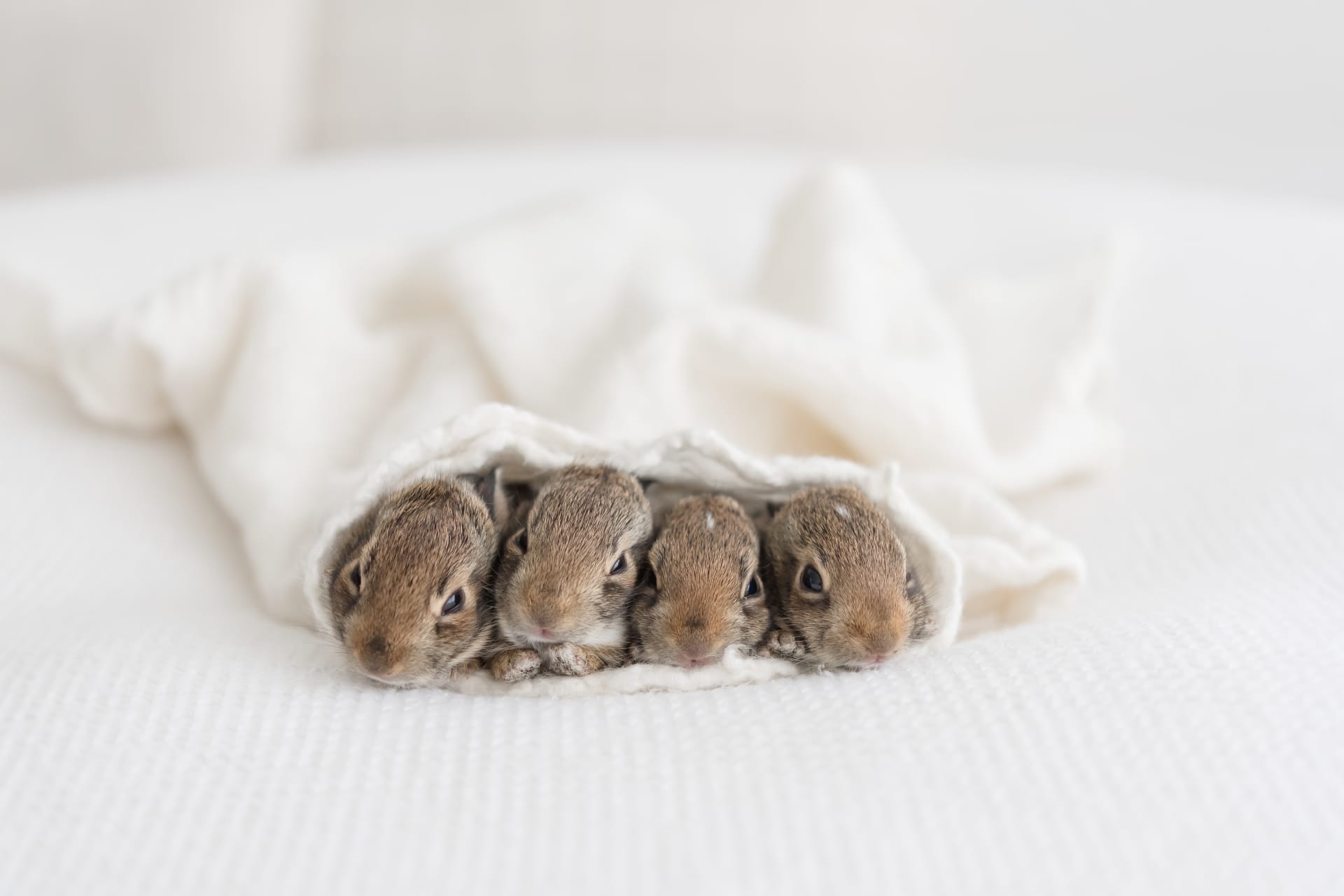 Four baby rabbits are nestled closely together, peeking out from under a white blanket on a soft, textured surface. Their small, round faces and curious eyes are visible, creating an adorable and cozy scene.