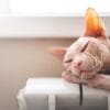 A hairless Sphynx cat with pinkish skin and large, translucent ears is peacefully sleeping with its head resting on its front paws. The cat is lying on a white radiator, with a soft, blurred background featuring a window and light-colored walls.