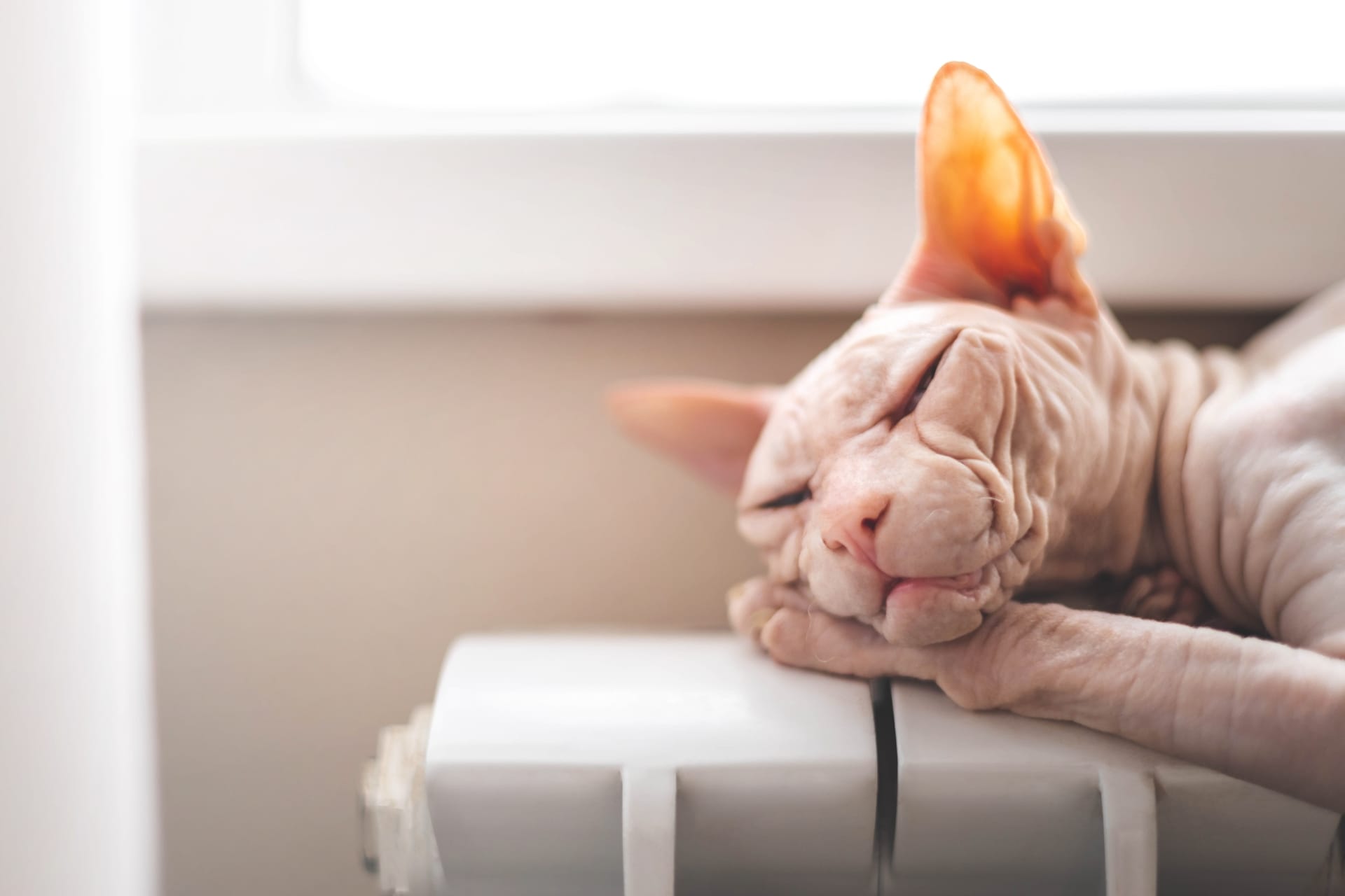 A hairless Sphynx cat with pinkish skin and large, translucent ears is peacefully sleeping with its head resting on its front paws. The cat is lying on a white radiator, with a soft, blurred background featuring a window and light-colored walls.