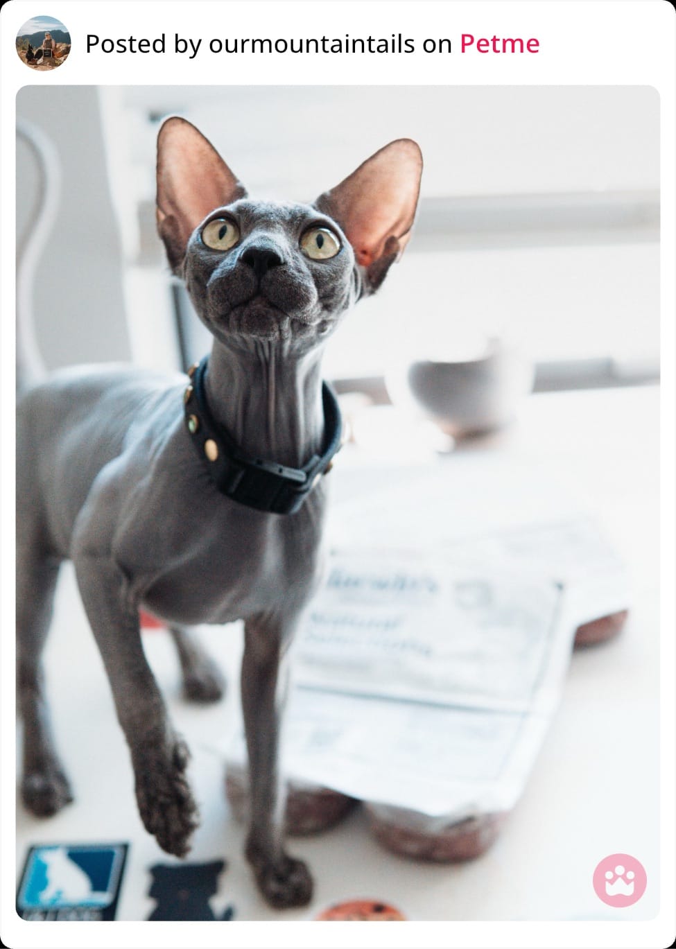 Sphynx cat