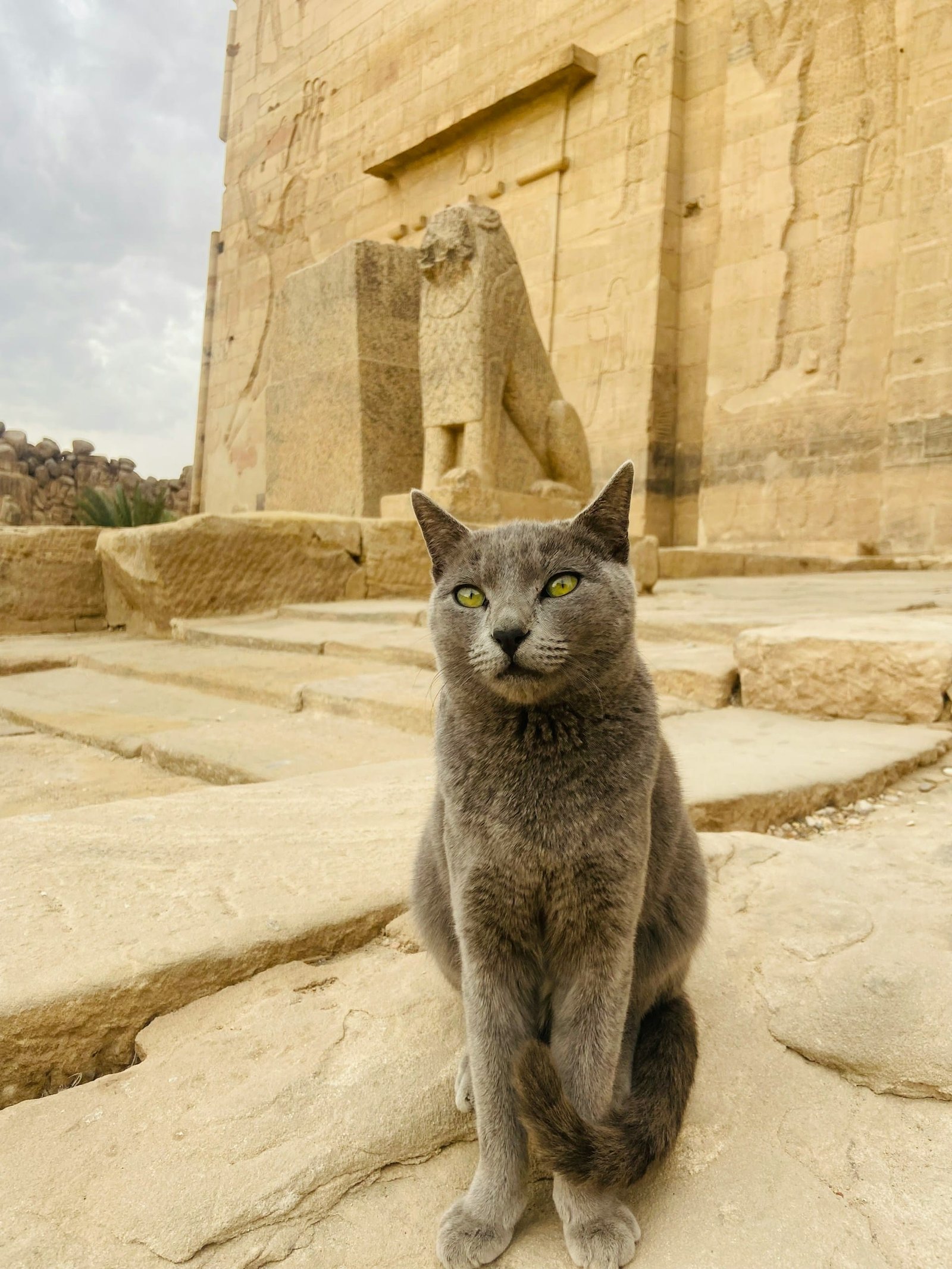 Gray cat in Egypt