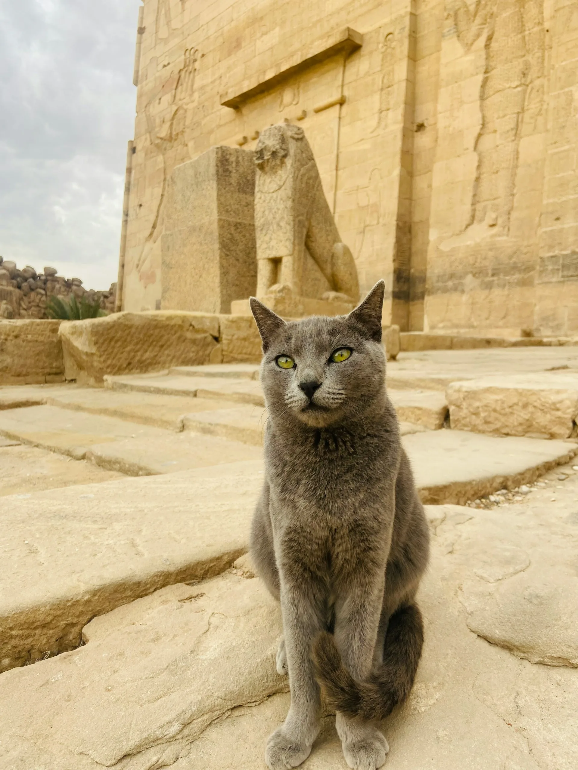 Gray cat in Egypt