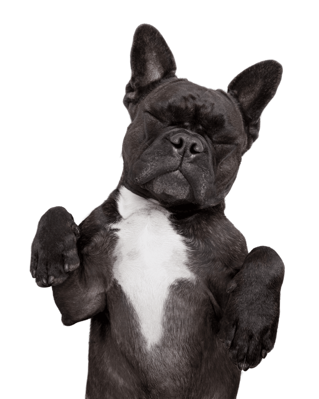 A black and white French Bulldog stands on its hind legs with front paws raised against a teal background.