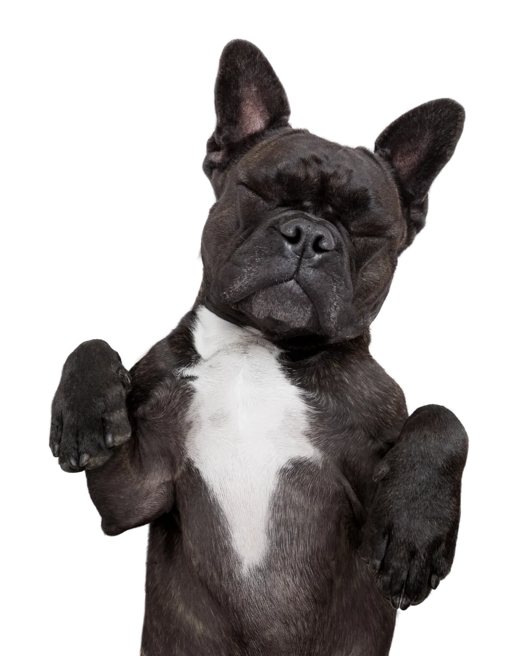 A black and white French Bulldog stands on its hind legs with front paws raised against a teal background.