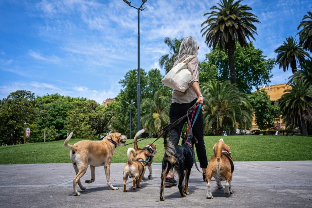 A person walks five dogs on leashes in a sunny park with palm trees, green grass, and a clear blue sky in the background.