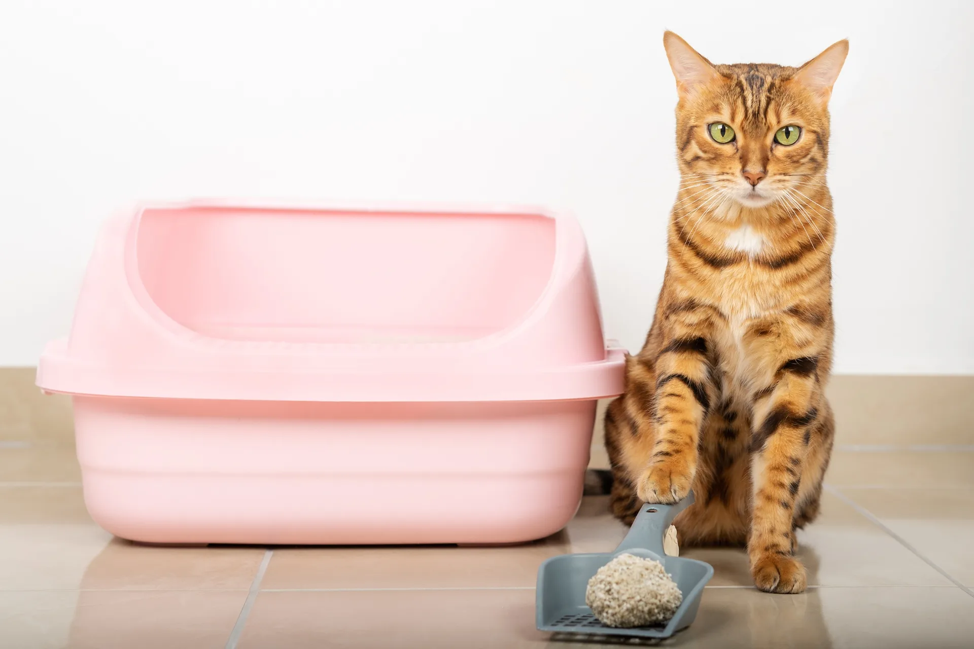 Can you flush tofu cat litter? The truth about disposal