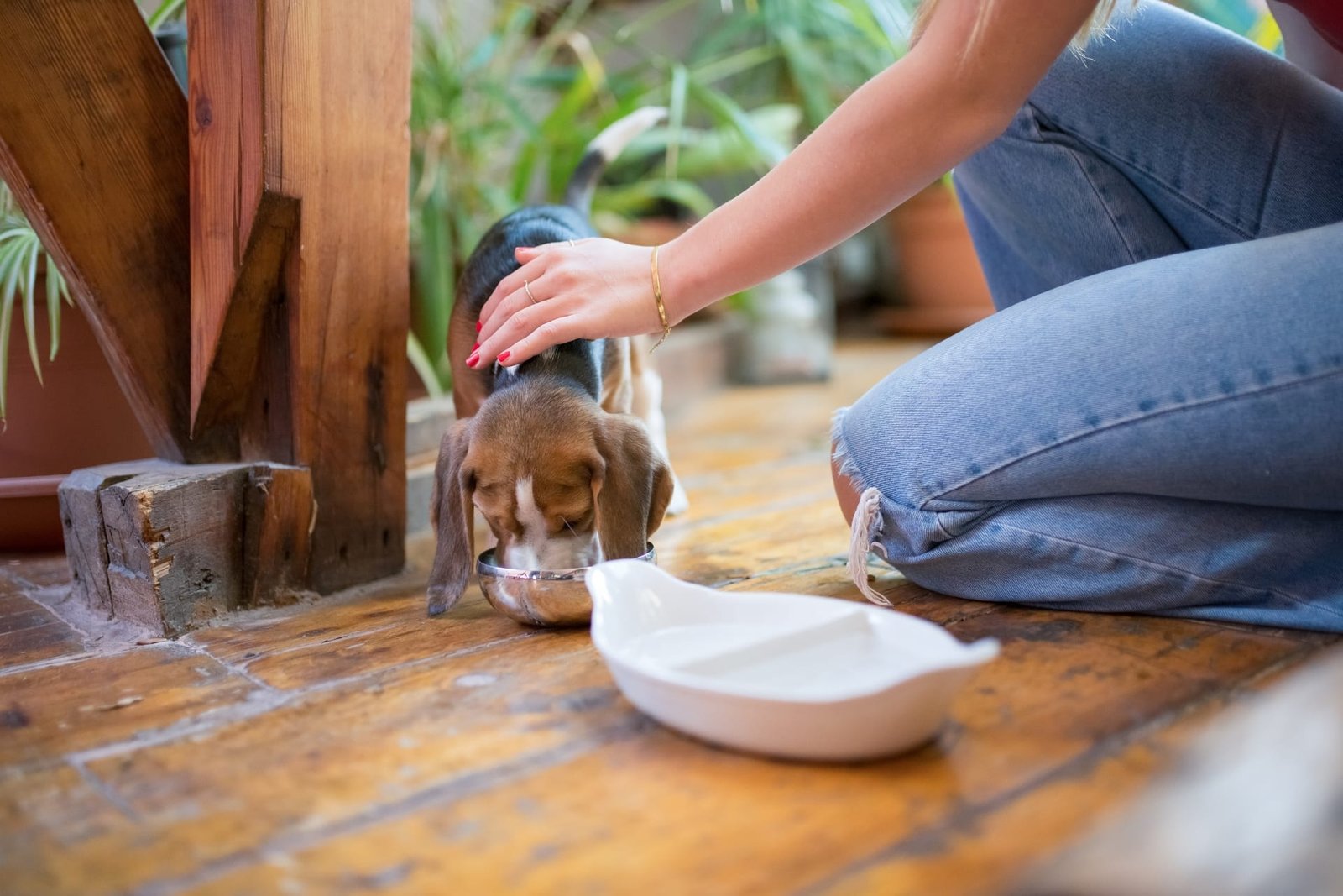 Common Services Offered by Pet Sitters: What to Expect