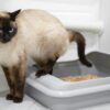 A Siamese cat with blue eyes and dark brown markings stands next to a gray litter box filled with litter, against a white brick wall and tiled floor.