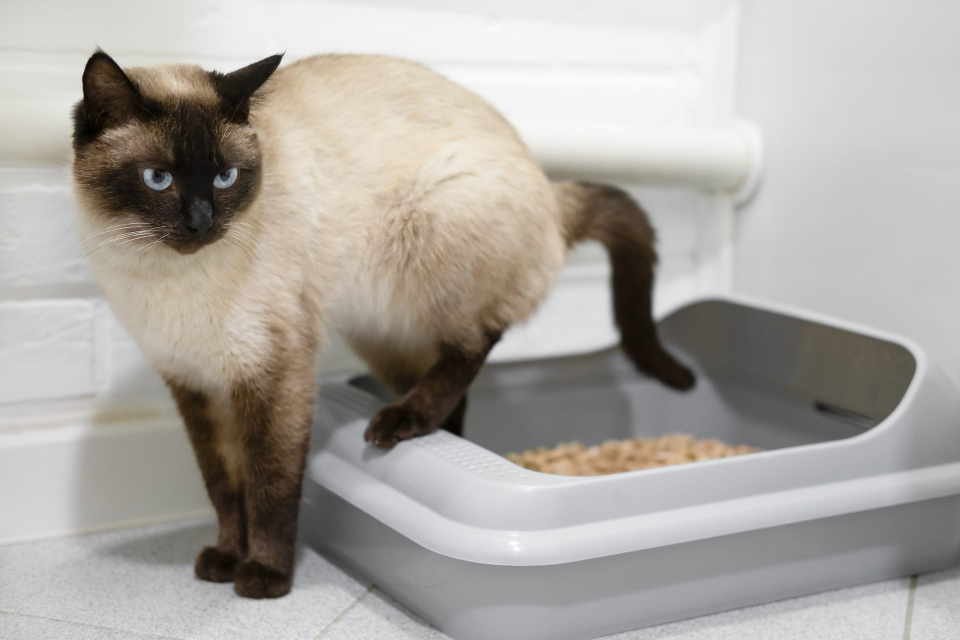 A Siamese cat with blue eyes and dark brown markings stands next to a gray litter box filled with litter, against a white brick wall and tiled floor.