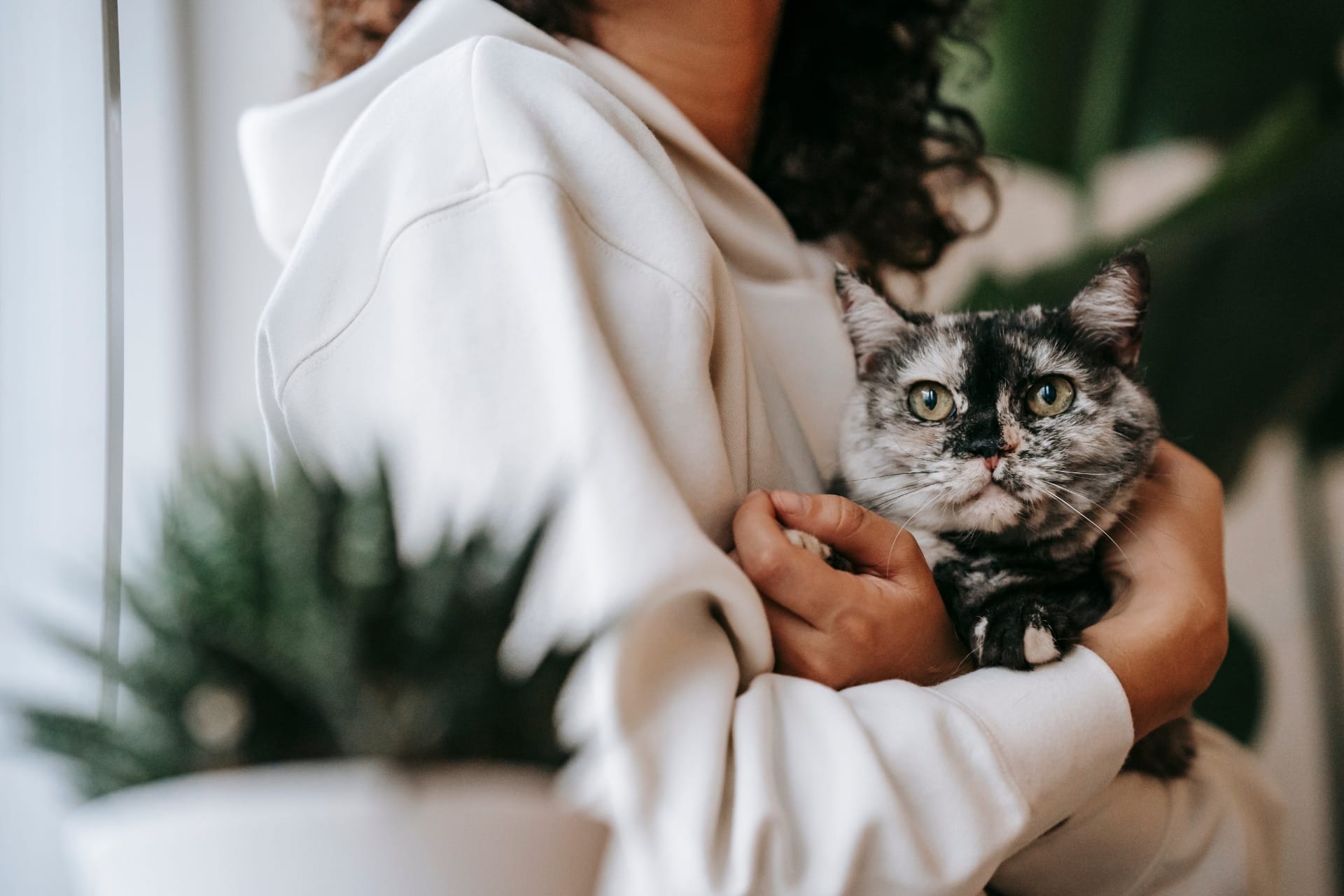 Persona che tiene un gatto grigio in un ambiente interno con piante.