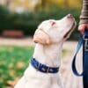 A white dog with a blue collar and leash looks up at a person in jeans in a park.
