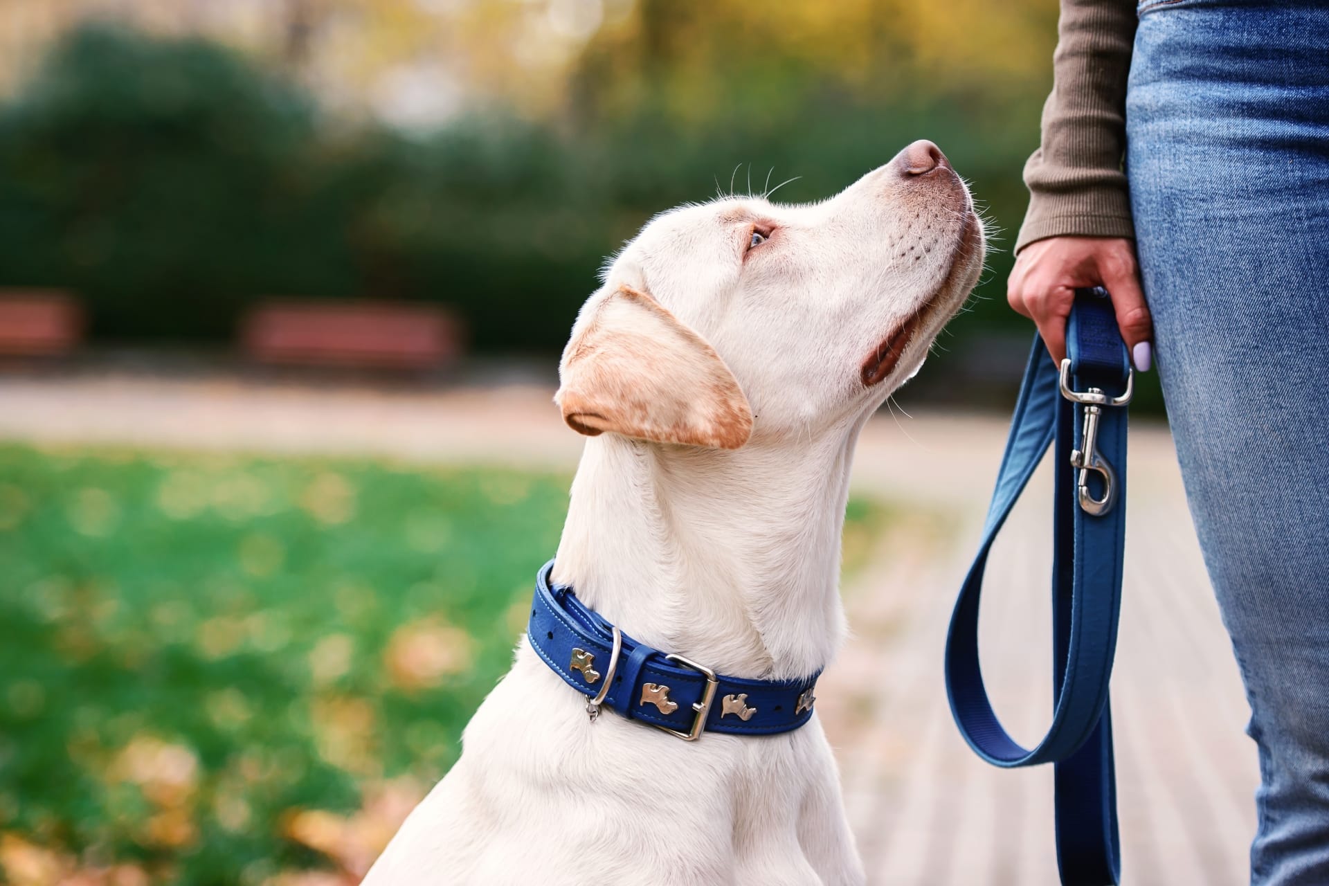 A white dog with a blue collar and leash looks up at a person in jeans in a park.