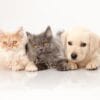 Two fluffy cats, one cream-colored and one gray, lie side by side with a golden Labrador puppy on a white reflective surface, all gazing at the camera with curious eyes.