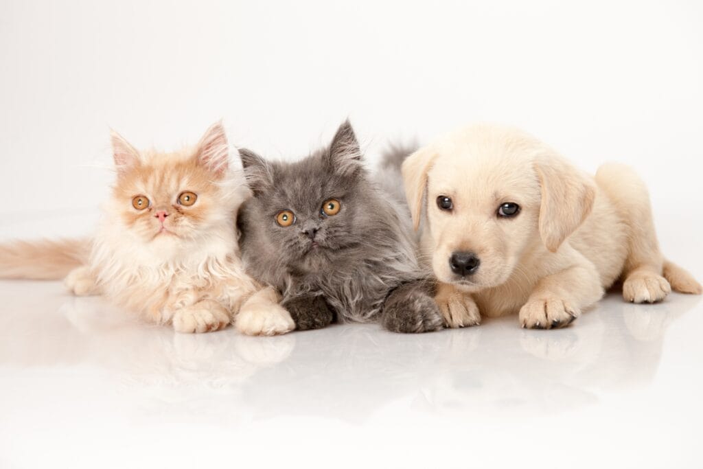 Two fluffy cats, one cream-colored and one gray, lie side by side with a golden Labrador puppy on a white reflective surface, all gazing at the camera with curious eyes.