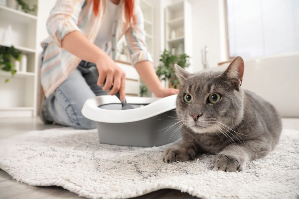 A gray cat lies on a fluffy rug in a bright room, watching a person with red hair clean a litter box. Shelves with plants are in the background.