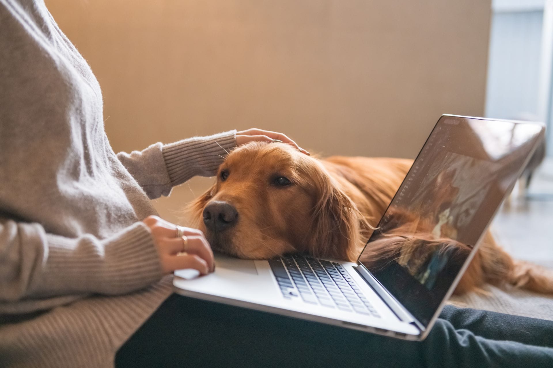 A person in a light sweater works on a laptop while petting a golden retriever lying beside them on a couch.