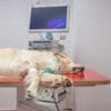 A golden retriever lies on a vet table with an IV in its leg, connected to a monitor displaying vital signs in a clinical setting.