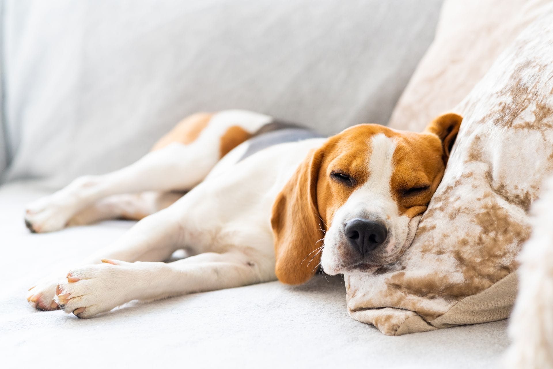 A dog with brown and white fur sleeps on a light-colored couch, resting its head on a soft blanket.