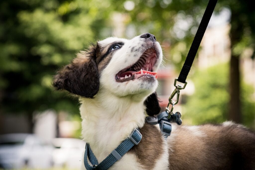 A brown and white puppy with a blue harness, attached to a black leash, looks up with an open-mouthed, joyful expression in a blurred outdoor park setting with greenery in the background.