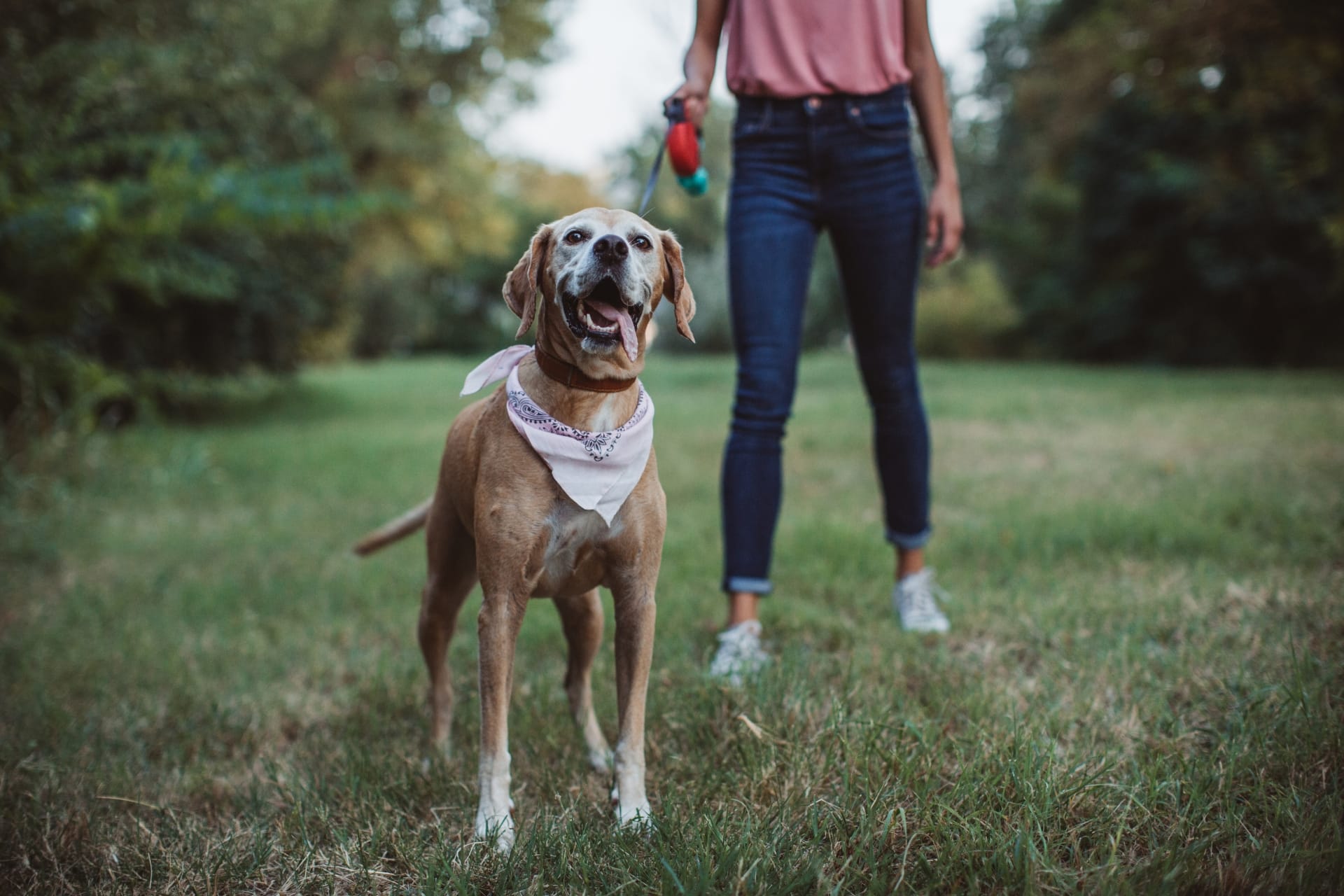 Un cane felice con una bandana rosa in un parco, con una persona sullo sfondo che tiene un guinzaglio.