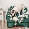 A dog stands on a torn green couch with stuffing scattered around
