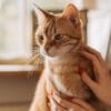 An orange tabby cat being gently held by a person with red-painted nails near a window.