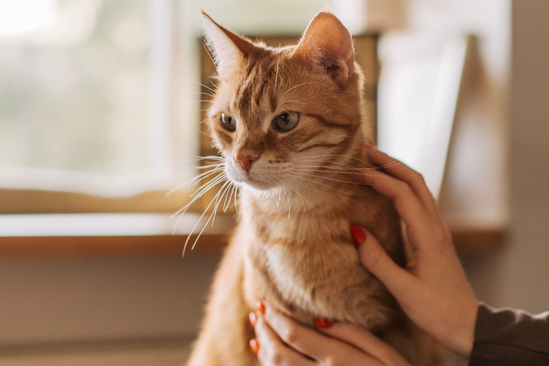 An orange tabby cat being gently held by a person with red-painted nails near a window.
