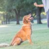 A golden retriever sitting on grass, looking up at a person holding a tennis ball in a park.